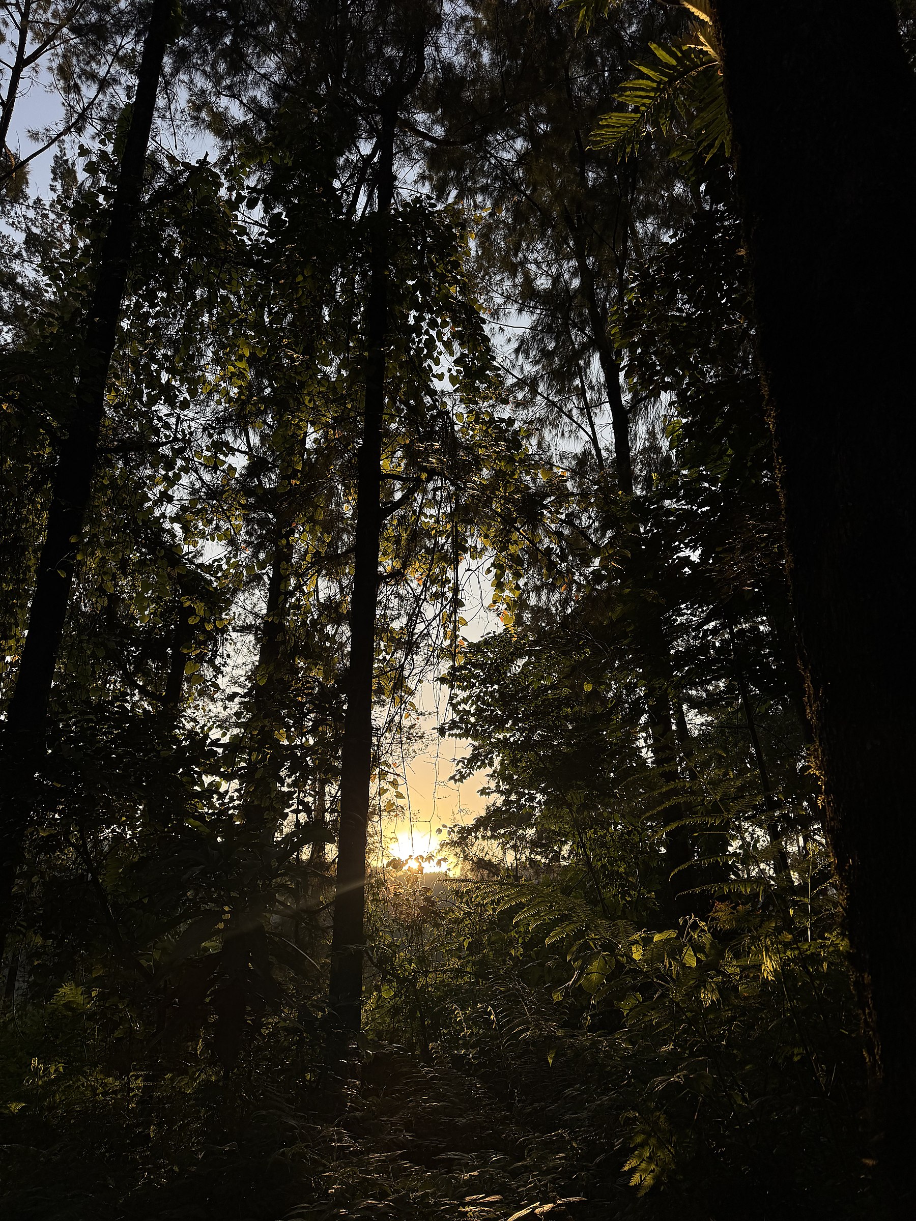 Sunlight through the forest canopy in Tanzania