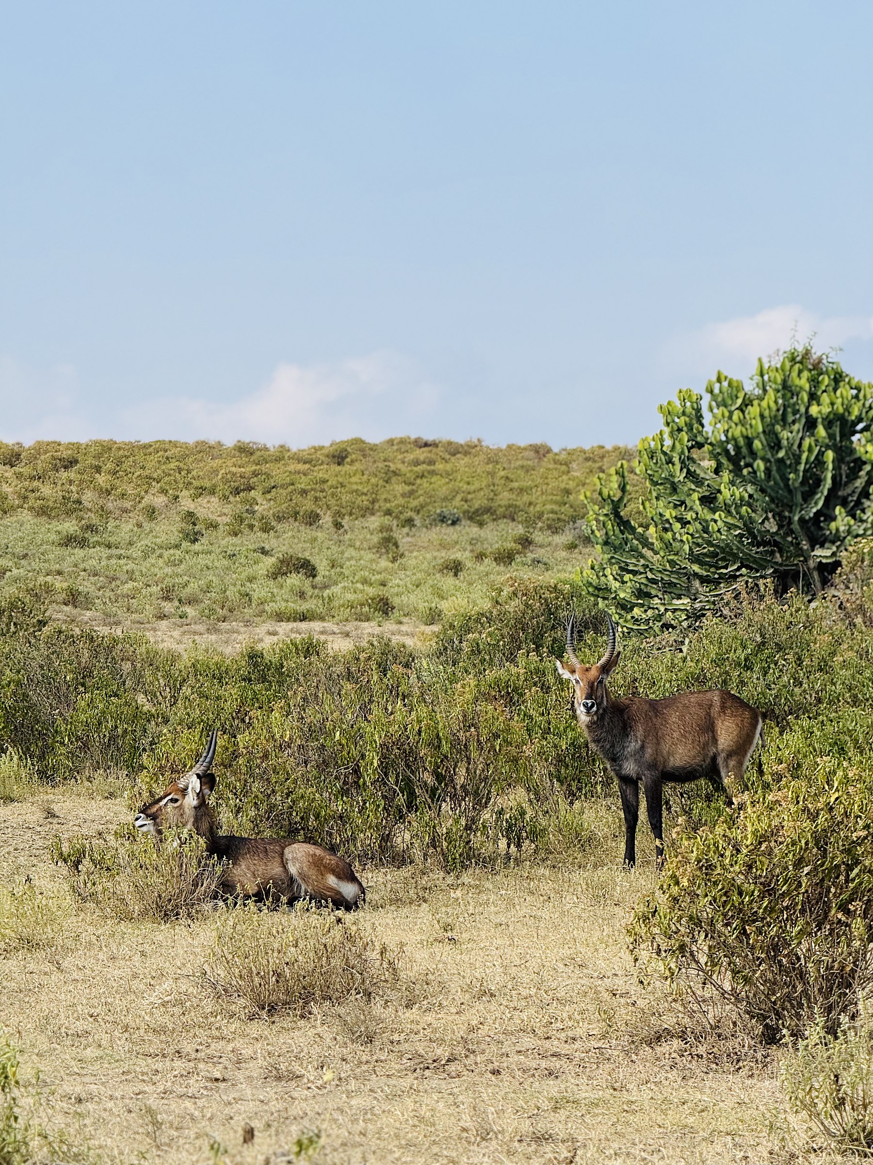 A waterbuck in the Tanzanian bush