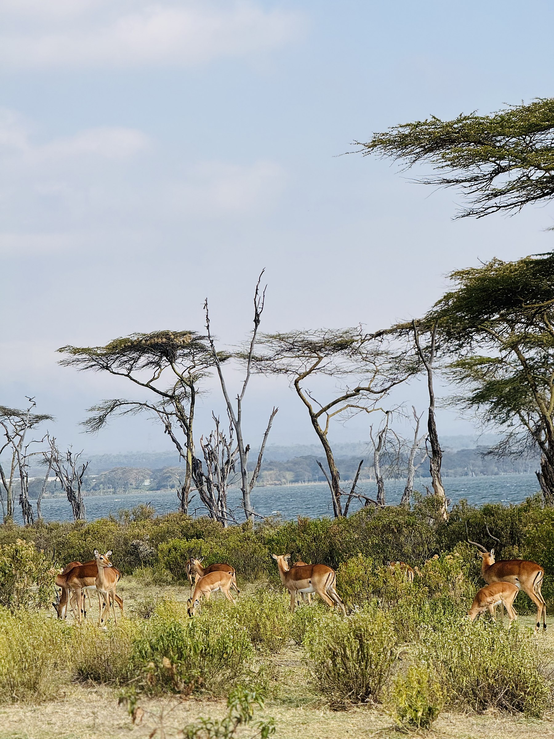 Impala and acacia by a Rift Valley lake