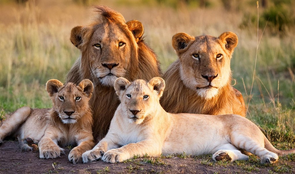 A lion resting on the Serengeti plains